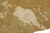 Ordovician Kukersite Oil Shale with Bryozoan Fossils - Russia #369560-1